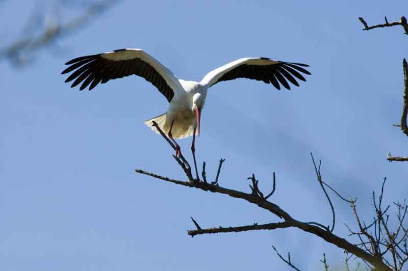Cigüeña - parc natural dels aiguamolls de l'Empurda - Girona - Catalunya 1.jpg